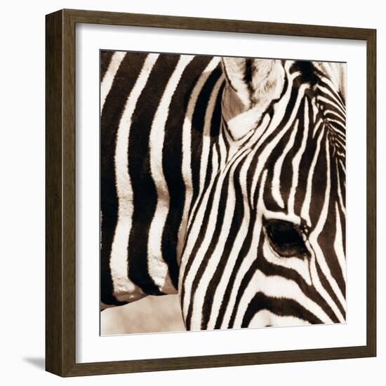 Zebra Pattern-Frank & Susann Parker-Framed Art Print