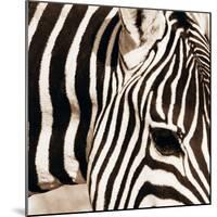 Zebra Pattern-Frank & Susann Parker-Mounted Art Print