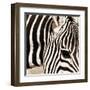 Zebra Pattern-Frank & Susann Parker-Framed Art Print