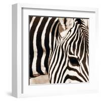 Zebra Pattern-Frank & Susann Parker-Framed Art Print