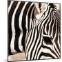 Zebra Pattern-Frank & Susann Parker-Mounted Art Print
