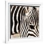 Zebra Pattern-Frank & Susann Parker-Framed Art Print