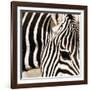 Zebra Pattern-Frank & Susann Parker-Framed Art Print