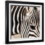 Zebra Pattern-Frank & Susann Parker-Framed Art Print