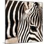 Zebra Pattern-Frank & Susann Parker-Mounted Art Print