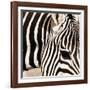 Zebra Pattern-Frank & Susann Parker-Framed Art Print