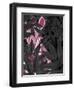 Zebra, Pink in Black Leaves-Fab Funky-Framed Art Print