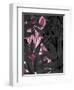 Zebra, Pink in Black Leaves-Fab Funky-Framed Art Print