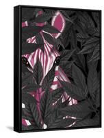 Zebra, Pink in Black Leaves-Fab Funky-Framed Stretched Canvas