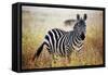 Zebra Portrait On African Savanna. Safari In Serengeti, Tanzania-Michal Bednarek-Framed Stretched Canvas