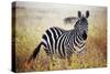 Zebra Portrait On African Savanna. Safari In Serengeti, Tanzania-Michal Bednarek-Stretched Canvas