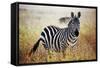 Zebra Portrait On African Savanna. Safari In Serengeti, Tanzania-Michal Bednarek-Framed Stretched Canvas