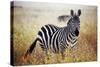 Zebra Portrait On African Savanna. Safari In Serengeti, Tanzania-Michal Bednarek-Stretched Canvas