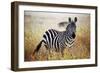 Zebra Portrait On African Savanna. Safari In Serengeti, Tanzania-Michal Bednarek-Framed Photographic Print