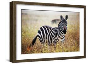 Zebra Portrait On African Savanna. Safari In Serengeti, Tanzania-Michal Bednarek-Framed Photographic Print