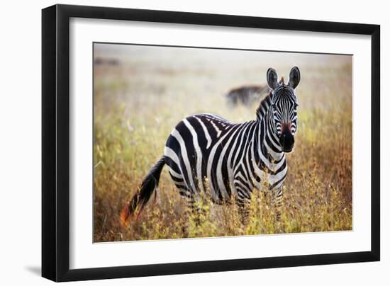 Zebra Portrait On African Savanna. Safari In Serengeti, Tanzania-Michal Bednarek-Framed Photographic Print