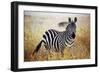 Zebra Portrait On African Savanna. Safari In Serengeti, Tanzania-Michal Bednarek-Framed Photographic Print