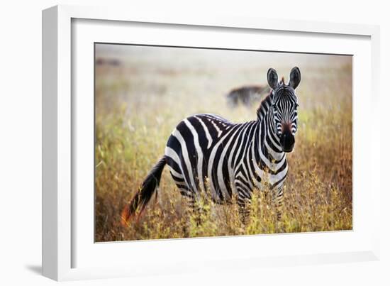 Zebra Portrait On African Savanna. Safari In Serengeti, Tanzania-Michal Bednarek-Framed Photographic Print