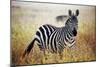 Zebra Portrait On African Savanna. Safari In Serengeti, Tanzania-Michal Bednarek-Mounted Photographic Print