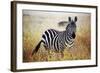 Zebra Portrait On African Savanna. Safari In Serengeti, Tanzania-Michal Bednarek-Framed Photographic Print