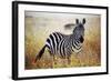 Zebra Portrait On African Savanna. Safari In Serengeti, Tanzania-Michal Bednarek-Framed Photographic Print