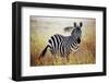 Zebra Portrait On African Savanna. Safari In Serengeti, Tanzania-Michal Bednarek-Framed Photographic Print