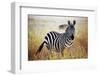 Zebra Portrait On African Savanna. Safari In Serengeti, Tanzania-Michal Bednarek-Framed Photographic Print