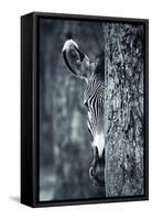 Zebra Portrait-prochasson-Framed Stretched Canvas