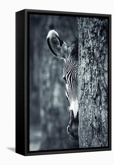 Zebra Portrait-prochasson-Framed Stretched Canvas