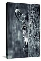 Zebra Portrait-prochasson-Stretched Canvas