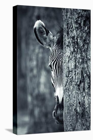 Zebra Portrait-prochasson-Stretched Canvas