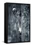 Zebra Portrait-prochasson-Framed Stretched Canvas