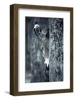 Zebra Portrait-prochasson-Framed Photographic Print