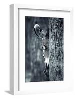 Zebra Portrait-prochasson-Framed Photographic Print