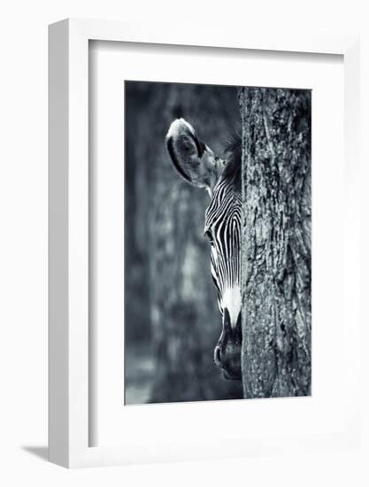 Zebra Portrait-prochasson-Framed Photographic Print