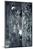 Zebra Portrait-prochasson-Mounted Photographic Print