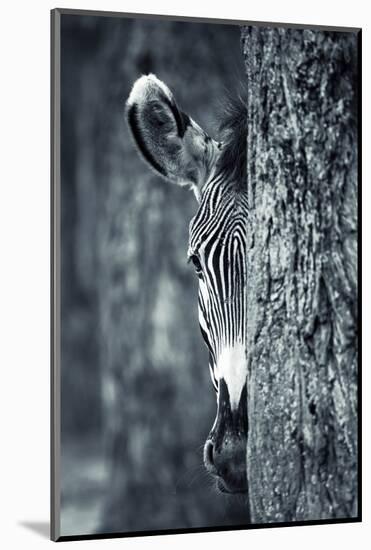 Zebra Portrait-prochasson-Mounted Photographic Print