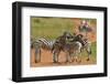 Zebra Profile-Tobie Oosthuizen-Framed Photographic Print