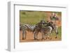 Zebra Profile-Tobie Oosthuizen-Framed Photographic Print