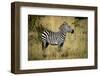 Zebra Profile-IanSt8-Framed Photographic Print