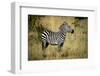 Zebra Profile-IanSt8-Framed Photographic Print