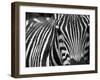 Zebra's Face-simba luo-Framed Photographic Print