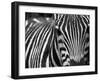 Zebra's Face-simba luo-Framed Photographic Print