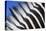 Zebra's Mane-Nosnibor137-Stretched Canvas