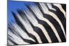 Zebra's Mane-Nosnibor137-Mounted Photographic Print