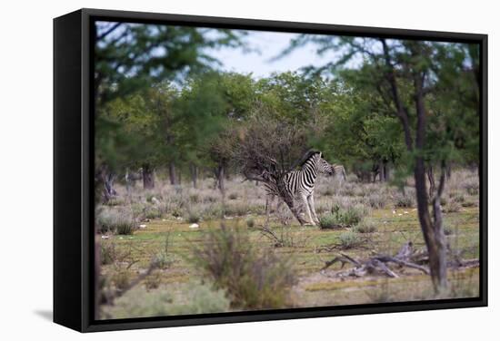 Zebra Scratching it's Back-Otto du Plessis-Framed Stretched Canvas