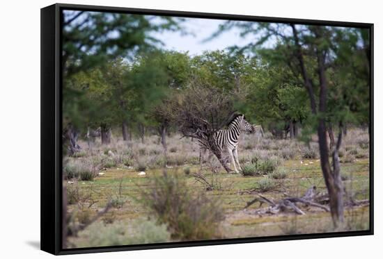 Zebra Scratching it's Back-Otto du Plessis-Framed Stretched Canvas