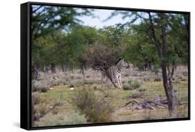 Zebra Scratching it's Back-Otto du Plessis-Framed Stretched Canvas