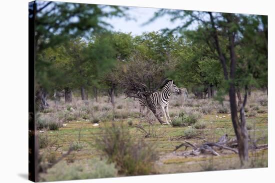 Zebra Scratching it's Back-Otto du Plessis-Stretched Canvas