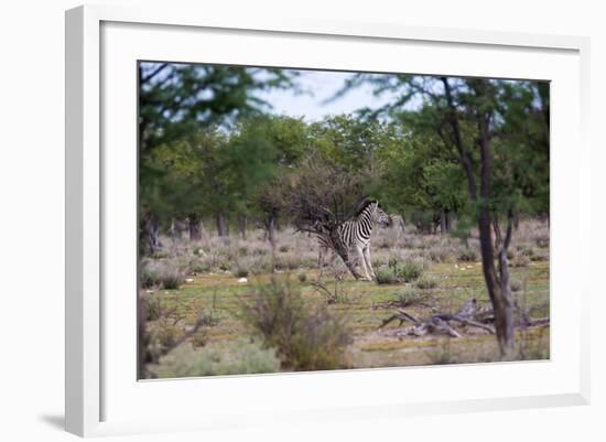 Zebra Scratching it's Back-Otto du Plessis-Framed Photographic Print